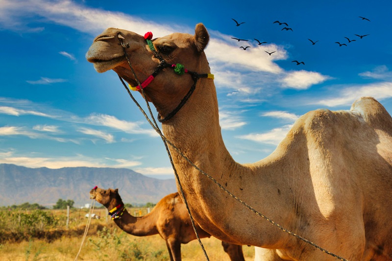 Camel Fair and Festivals in Pushkar